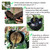 MIIIM 10 PCS Air Layering Propagation Kit with Zip Ties, Reusable Half Transparent Grafting Ball, Air Layering Pods Clear, Plant Rooting Grafting Box for Fast Propagation Plants (Medium)