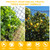 BSTPCOO Bird Netting 50ft x 100ft, Heavy Duty 1 inch Mesh Nylon Nettings