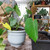 Doter Monstera Potting Soil 4qt - Premium Tropical Blend with Rapid Drainage for Growing and Repotting Monstera Deliciosa (Split-Leaf Philodendron) and Swiss Cheese Plants