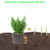 10 Packs Gopher Baskets 5 Gallon Size Stainless Steel Metal mesh to Protect Plant Root from Gophers, Moles and Voles