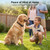 PATPET Dog Training Collar for Large Dogs - IPX7 Waterproof E Collar for Dogs Training with Beep, Vibration and Static Modes