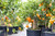 GARDENERA Citrus Tree Potting Soil Mix, Special Blend for Indoor Oranges, Lemons, Limes and More - (4 Quart Bag)
