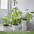 14 Inch Trellis for Climbing Plants Indoor Pothos Plant Climber Support