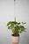 Chain for Hanging Plants,11 Inch Silver Hanging Chain(Silver, 11 Inch-6PCS)