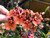 Peter's 10-30-20. 2 Pounds. Blossom Booster Water Soluble Fertilizer with Micro Nutrients.