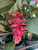 Peter's 10-30-20. 2 Pounds. Blossom Booster Water Soluble Fertilizer with Micro Nutrients.