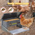 XINYI Chicken Treadle Feeder,12 Lbs Metal Treadle Feeder, No Waste & Rodent Proof Chicken Feeder with Weatherproof Lid, Suitable for Bantams, Poultry, Pheasants - 1.7Gallon Capacity
