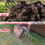 4-Tine Spading Digging Fork, Garden Digging Spading Fork Forged Steel with D-Grip Handle 41“
