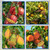26FT Reach Fruit Picker Pole with Basket Telescoping, 5-20FT Extendable Aluminum Apple Picker for Picking Avocados, Figs, Mangoes, Citrus Fruits - Durable Harvesting Fruit Catcher for Trees