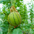 80 Pack Watermelon Nets, 20 Inches Reusable Cantaloupes Mesh Net Garden Cucumbers Growing Supporting Storage Net Bags for Vegetables, Honeydew