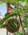 80 Pack Watermelon Nets, 20 Inches Reusable Cantaloupes Mesh Net Garden Cucumbers Growing Supporting Storage Net Bags for Vegetables, Honeydew