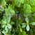 10 Pcs Black Dragon Fly Clips, Visual Predator Deterrent Fake Dragonfly