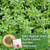 FullChea - Thyme Tea Bags, 40 Count, Dried Thyme Leaves