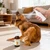 Ajfwm lvermect for Dogs, forDewormex Cats, Suitable for Cats, Dogs, Cattle, Sheep, Horses, and Poultry, 100mL