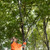 KSEIBI 143015 Long Reach Cut & Hold Bypass Pruner 5.0 ft - 1.5m