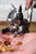 RSVP International (Nuts) Nutty Squirrel Nutcracker, Stainless Steel | Adorable Novelty Addition to Your Kitchen | Cracks All Types of Nuts | Great Housewarming