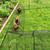 Heavy Duty Foldable Chicken Run Tunnel for Yard & Outside