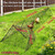 Heavy Duty Foldable Chicken Run Tunnel for Yard & Outside