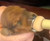 The Natural Nipple Nurser, Pet Feeding Nipple with Syringe,Puppy Bottles for Nursing, Newborn Puppy Nursing Nipple, Puppy Feeder, Nursing Nipples for Small Animals, Whelping Supplies (Small)