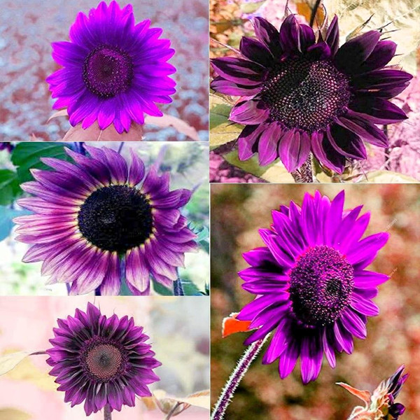 100 Pcs Rare Purple Sunflower Seeds Beautiful Flower for Planting Garden Decor