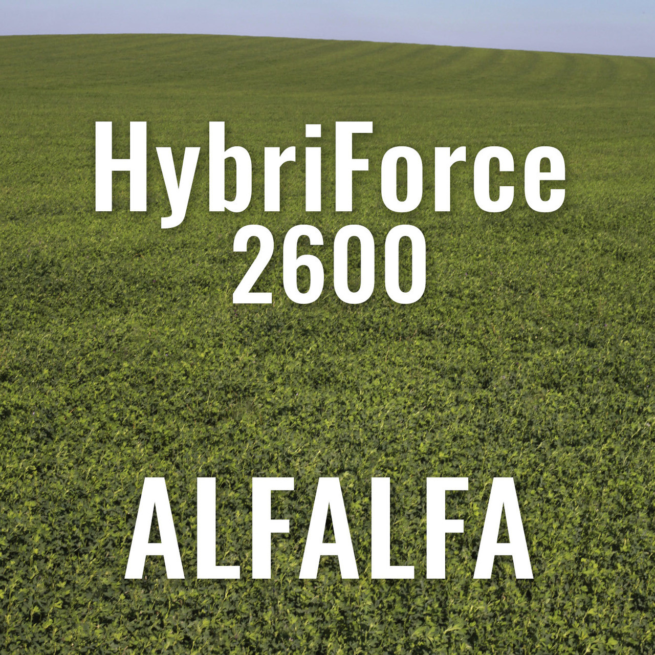 HybriForce 2600 Alfalfa
