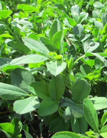 L-602 Alfalfa by Legacy Seeds