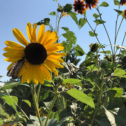 Annual Sunflower Sharp Bros. Seed Co.
