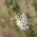 White Prairie Clover
via Flickr commercial use: USDA NRCS Montana