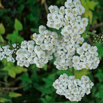 White Yarrow