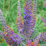Leadplant 
Credit: USFWS Mountain-Prairie, via Flickr creative commons commercial use