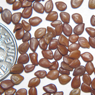 ILLINOIS BUNDLEFLOWER - Johnston Seed Company