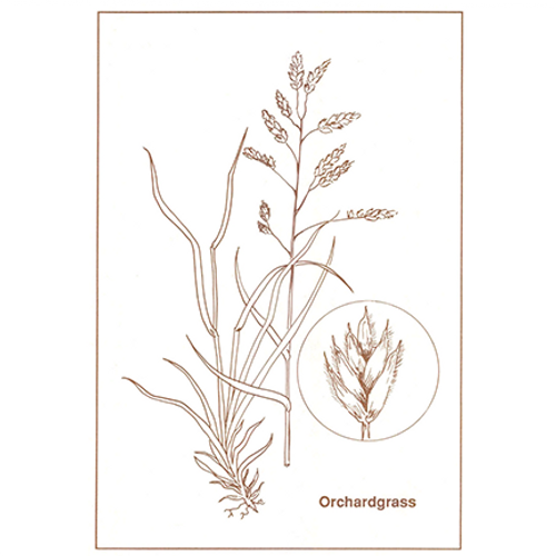 Orchardgrass Orchardgrass