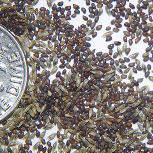 Alkali Sacaton Alkali Sacaton