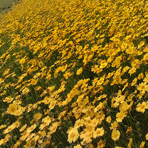 Lanceleaf Coreopsis
via flickr commercial use, NCDOTCommunications Lanceleaf Coreopsis
via flickr commercial use, NCDOTCommunications