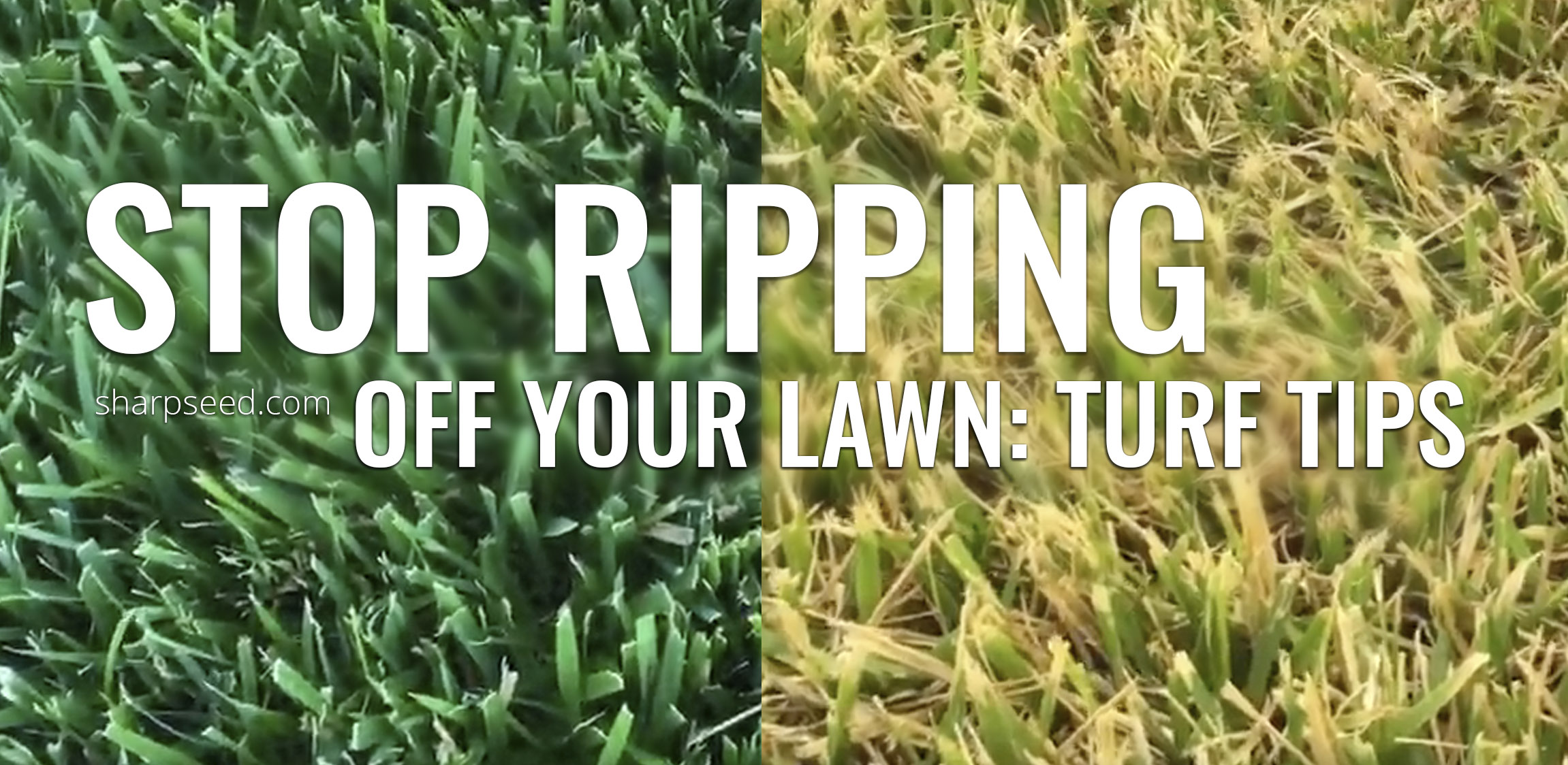 Stop Ripping Off Your Lawn: Turf Tips for Cool Season Grass