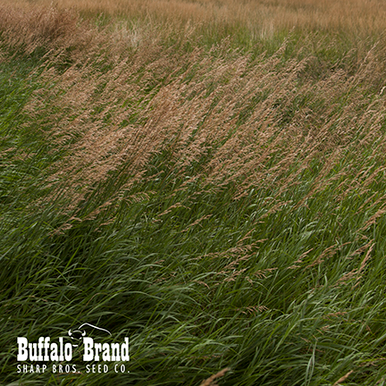 Brome identification - Not all brome is the same. - Crop
