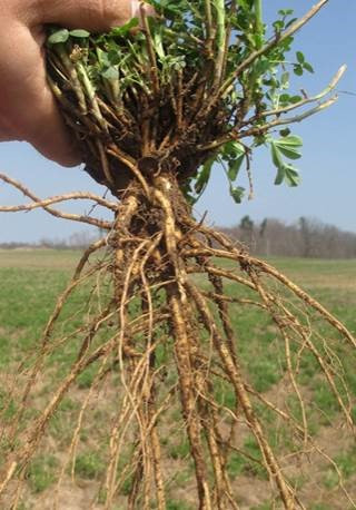 L-451APH2+ Alfalfa by Legacy Seeds