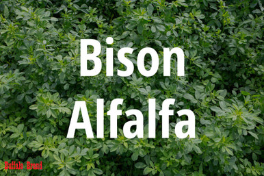 Bison Alfalfa by Legacy Seeds