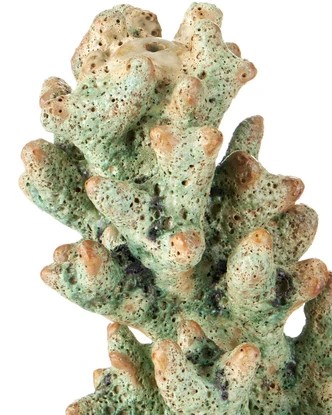 Staghorn Object (1200-1045)