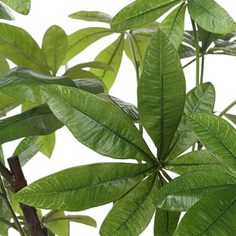 Pachira Money Tree (60225)