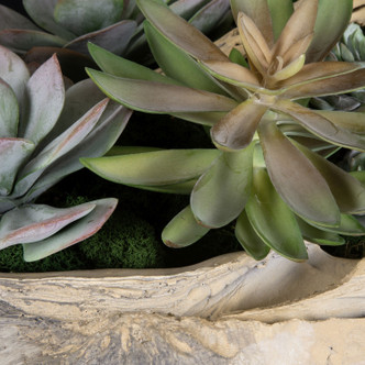 Seaside Breeze Succulents (60233)