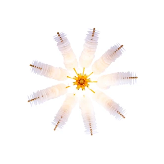Gossamer 12 Light Pendant (523670OL)