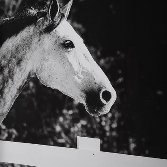 Galloping Forward Wall Art (32279)