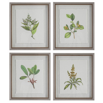 Uttermost - 41461 - Framed Prints S/4 - Wildflower Study - Light Gray