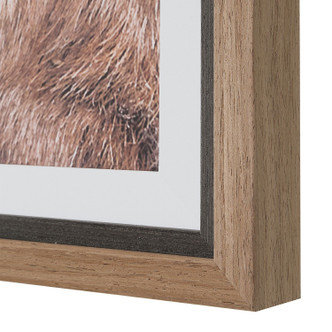 Big Horn Framed Print (32546)