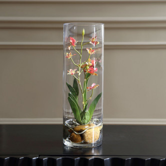 Mariposa Orchid (60278)