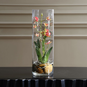 Mariposa Orchid (60278)
