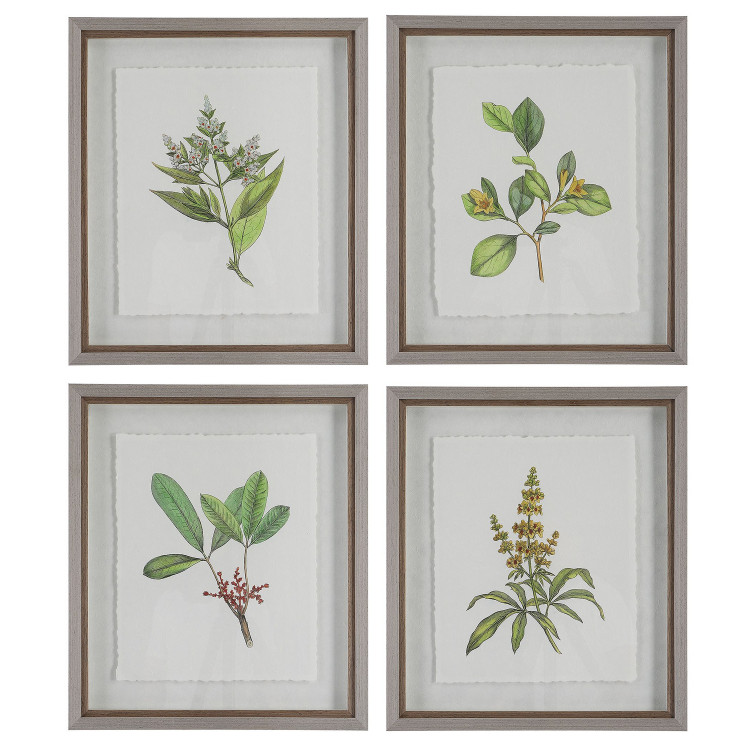 Uttermost - 41461 - Framed Prints S/4 - Wildflower Study - Light Gray