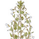 Josie Six Light Chandelier (4846-CT)