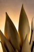 manufacturer_finish:Burnished Gold